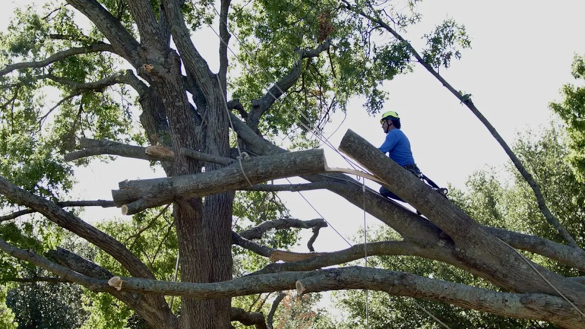 Professional Crown Thinning performed by certified arborists in Michigan City
